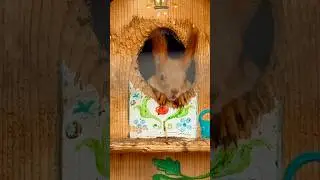 Russian squirrel good morning 🐿️🌞), Moscow, Russia 🇷🇺 #shorts #russia #travel #animals #love