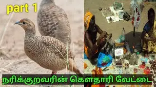 Grey francolin hunting... நரிக்குறவரின் (குருவிக்காரர்)கௌதாரி காடை வேட்டை