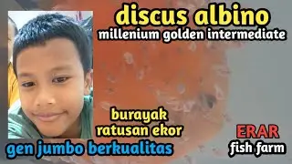 discus albino millenium golden intermediate lusgen, burayak free swim ratusan ekor @erarfishfarm