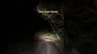 Thrilling 🌳 forest 🚵&zwj;♂️ Motorcycle ride 🌙 Challenge 🏞️ at night 🌌