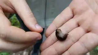 Pomidorai / piktžolės / &scaron;liužai / drėmgė