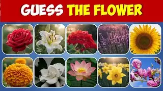 Can You Name These Flowers? 🌷 Guess the Flower Name