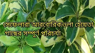 How To Care Schefflera Arboricola Hayata Plant /   How To Use Fartilizer Schefflera Arboricola Tree