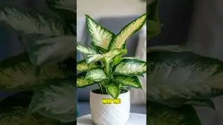 Beautiful but Dangerous: 3 Plants You Shouldn&rsquo;t Grow with Kids 🌿⚠️