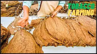 Modern Tobacco Farming And Tobacco Leaves Harvesting | How To Make Cigar From Tobacco Leaves