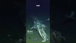 Whale Skeleton After One Year.