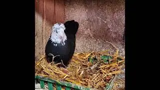 Питомцы Гагика Н.Приятного просмотра!