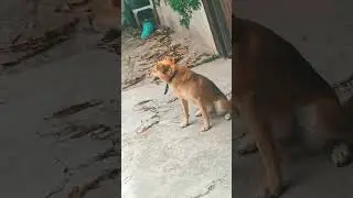o cachorro do meus irm&atilde;o #Dog #n&atilde;oflopa #song #remix