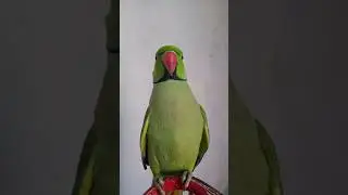 #parrots&nbsp;#parrotsofinstagram#parrotlover&nbsp;#instaparrot#parrotlet&nbsp;#parrotlovers#parrots_life