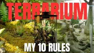 10 Easy Rules for a Magical Terrarium!