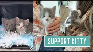 Leo the Support Kitty