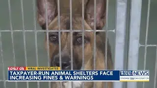 Dead animals, broken legs and lack of vet care: WRAL Investigates taxpayer-run animal shelters