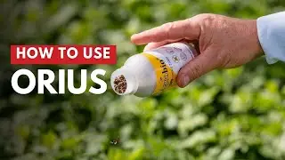 Orius | How to use