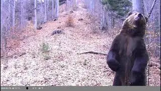 Carpathian Bear Scratches Back Like He's on the Dance Floor!