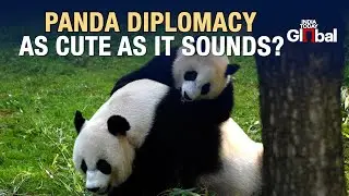 China Panda Diplomacy Explained: Hong-Kong Receives Pandas While Finland Returns Them To China?