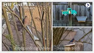 The Gallery | Episode 5 | Birdgarden Update 2 – Season 2026