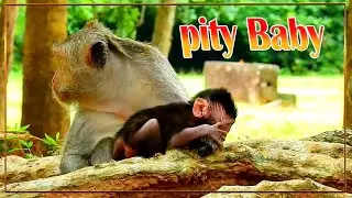 i love monkey baby || bbc kh