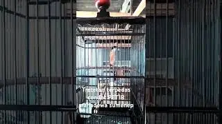 Tretetan cendet petir mahadewa sumenep
