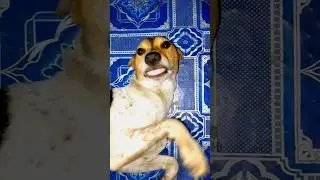 aaj ke geye Chilam Santipur 😁😁#minivlog #follow #extremeroadrage #followme #video