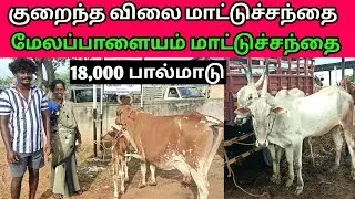 27 - 10 - 2025 | மிக மிக குறைந்த விலை மாட்டுச்சந்தை | மேலப்பாளையம் மாட்டுச்சந்தை |  Cow Market