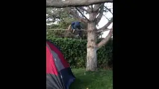 Monkey kid falling out of a tree