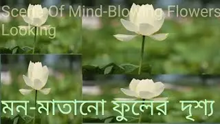 Mind-blowing flowers looking | Flower animation | Most beautiful flowers |