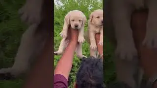 #labrador #lab #doglover #pets #puppy #labradorretriever #labdog #barkingbliss #goldenretriever #gsd