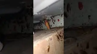 cockroach pest control services | 8686320222  #hyderabad