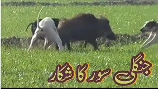 Village Hunters | Suar ka Shikar in Urdu | Suar Hunting Reality | خطرناک شکار کی ویڈیو