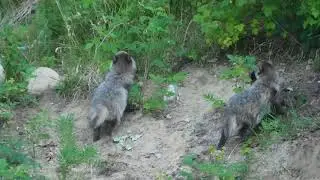 Finnish Raccoon dog puppies / Supikoiran pentuja
