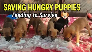 Saving Hungry Puppies | Feeding Abandoned Rescue Puppies to Survive 🐶❤️