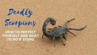 Deadly Scorpions: How to Protect Yourself and What to Do If Stung