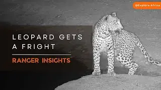 What Scared this Leopard? | Ranger Insights