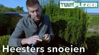 Hoe snoei je wintergroene struiken/heesters? | Buxus, Conifeer, Taxus snoeien | TUINPLEZIER