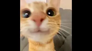 funniewars clip dump !!!!!!!!!!!!