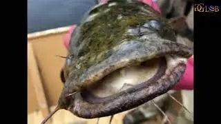 Invasive flathead catfish now top predators in Susquehanna River in Pennsylvania