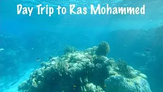 4k A Day Trip to Ras Mohammed National Park, Egypt