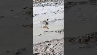 #activities of #activitiesofnature Little Ringed Plover વિલાયતી ઝીણી ટીટોડી 🦩