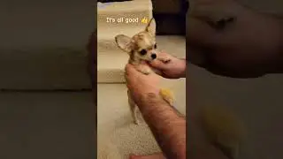 Lucy's first dance. #Chihuahua #chihuahuaoftheday #chihuahua #puppy