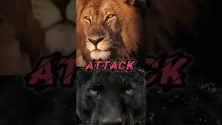 LION VS PANTHER