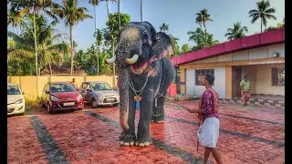 ഒരു തീപ്പൊരി തലപിടുത്തം | Tottakkadu Vinayakan Elephant in Kerala