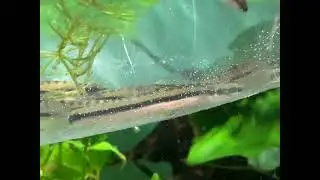 Nemacheilus argyrogaster