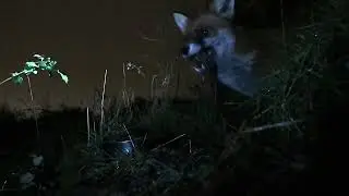 Close up 2 : Sam the Fox tucks in on a cold February evening