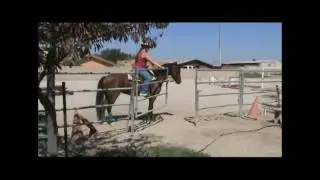 Goldhills Welsh Legacy- Ride #22
