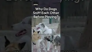 Why Do Dogs Sniff Each Other Before Playing? #cute