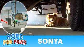 Sonya, the Google maps stray dog rescue.  Please share. #senior