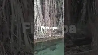 fish spa experience