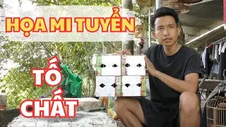 Họa mi tuyển bóng bộ họa nét đẹp - Điện đóm căng | Quân Họa Mi