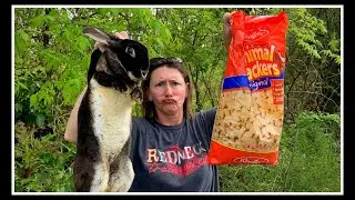 Could the Escaped Bunny BE Bred & Planting Hickory King Corn!