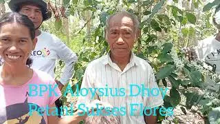 Berkunjung di Lahan Petani Sukses #YMTM #Petani # Flores #Nagekeo